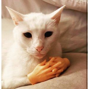 Meet your Posher, Alex